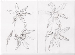 narcissi_sketches
