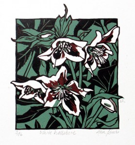 Anne Lewis XXXX White Hellebore